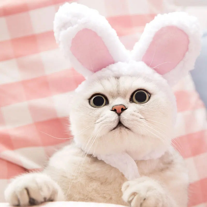 Funny Pet Cat Lion Hat Bunny Ears Frog Bear Costume Accessories Cute Headwear for Cats gatos accesorios