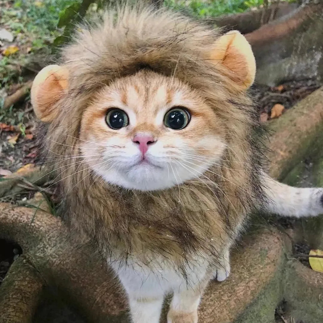 Funny Pet Cat Lion Hat Bunny Ears Frog Bear Costume Accessories Cute Headwear for Cats gatos accesorios