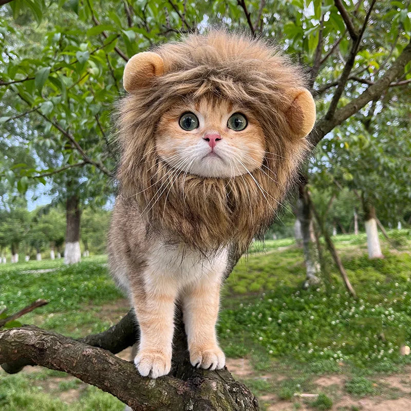 Funny Pet Cat Lion Hat Bunny Ears Frog Bear Costume Accessories Cute Headwear for Cats gatos accesorios